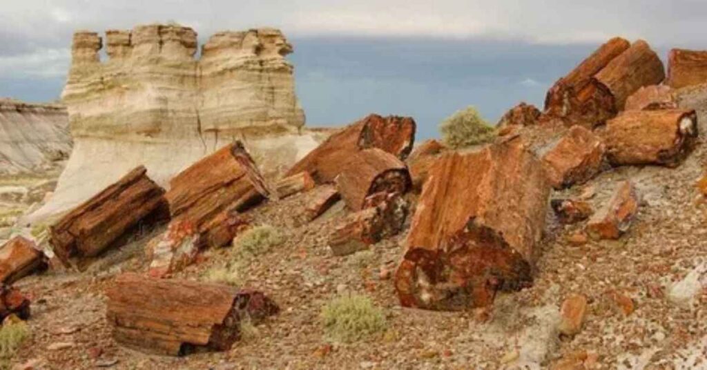 a-unique-natural-wonder-petrified-forest-national-park